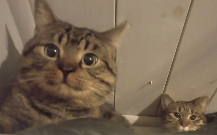 Zbiórka Kastrujemy bezdomniaki - zdjęcie główne