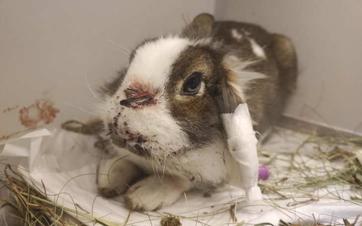 Zbiórka 32 króliki w 3 miesiące - zdjęcie główne