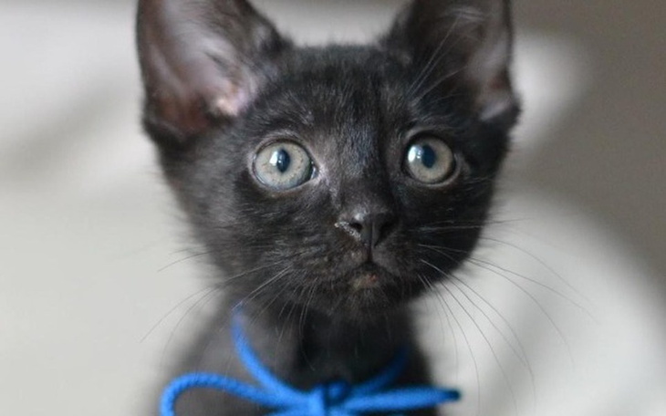 Zbiórka Pomagamy pomagać! - zdjęcie główne