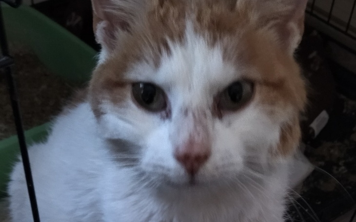 Kot o białym i pomarańczowym futrze patrzący w obiektyw.