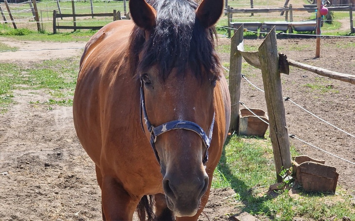 Zbiórka Leczenie klaczy Izy - zdjęcie główne