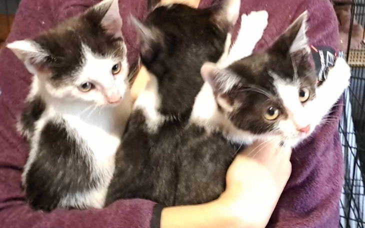 Zbiórka Podrzucone zapłot kociaki pomocy - zdjęcie główne