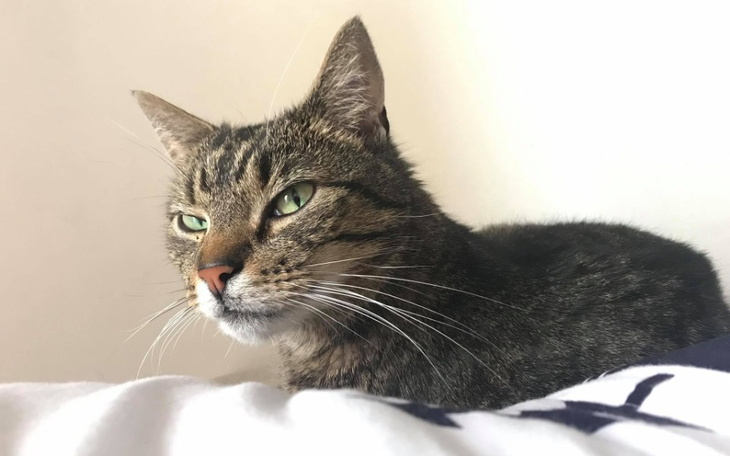 Zbiórka Na leczenie kocurka Dawida - zdjęcie główne