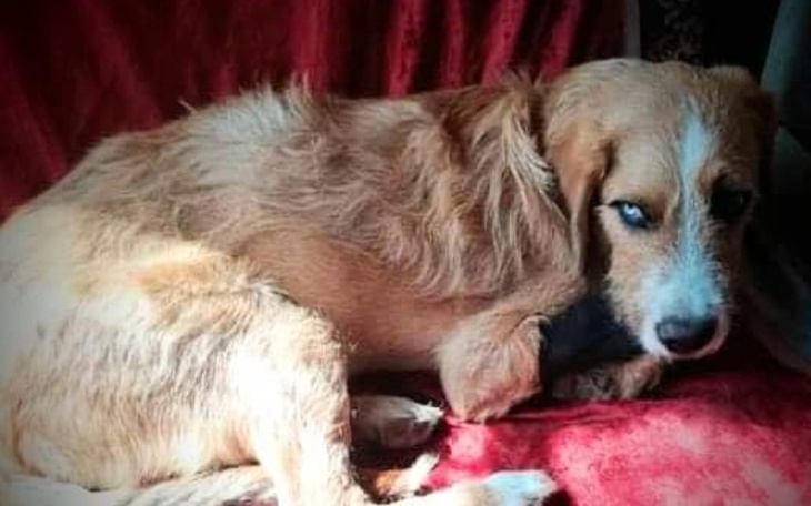 Zbiórka Sponiewierany szczeniak walczy. - zdjęcie główne