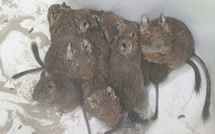 Zbiórka Czerwiec i Lipiec w DTuAruru - zdjęcie główne