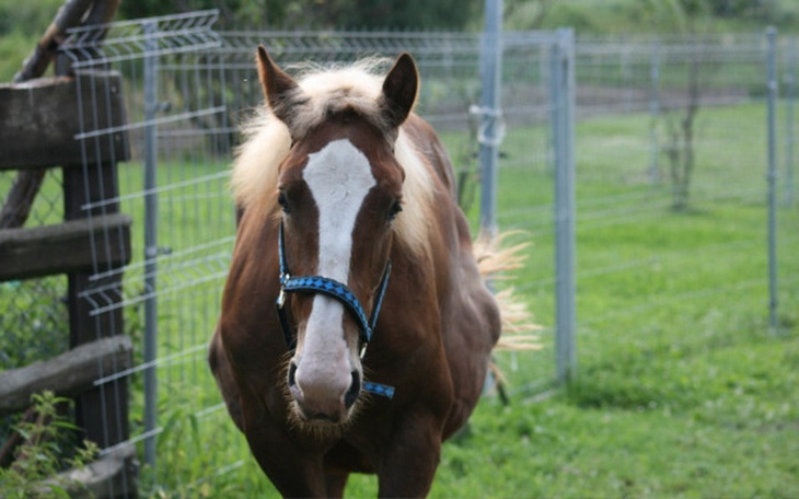 Zbiórka Nasze życie i dom, pomocy! - zdjęcie główne