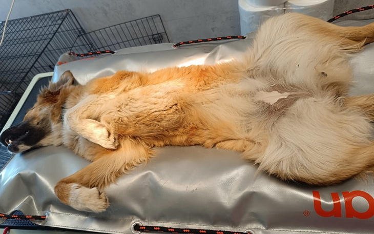 Pies leżący na stole, odpoczywający po zabiegu.