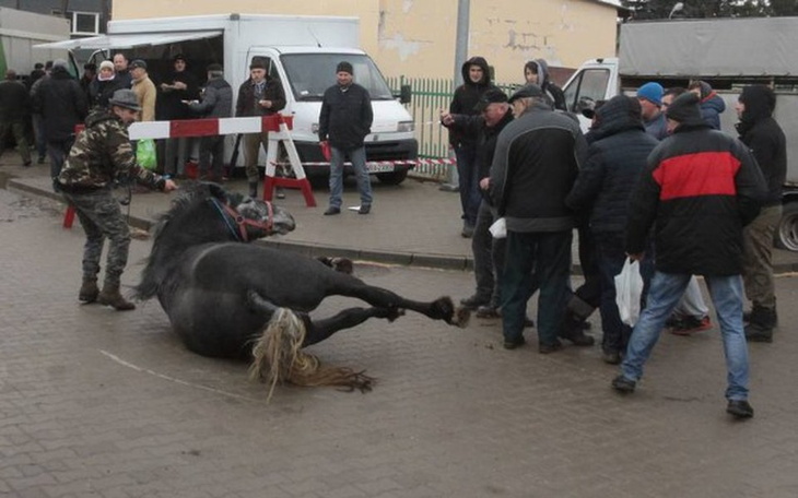 Tłum ludzi wokół konia leżącego na ziemi.