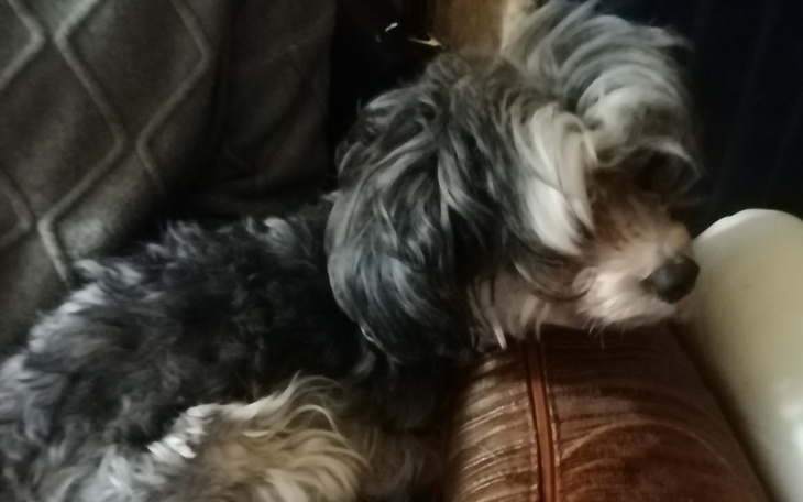 Zbiórka Dla mojego kochanego pieska - zdjęcie główne