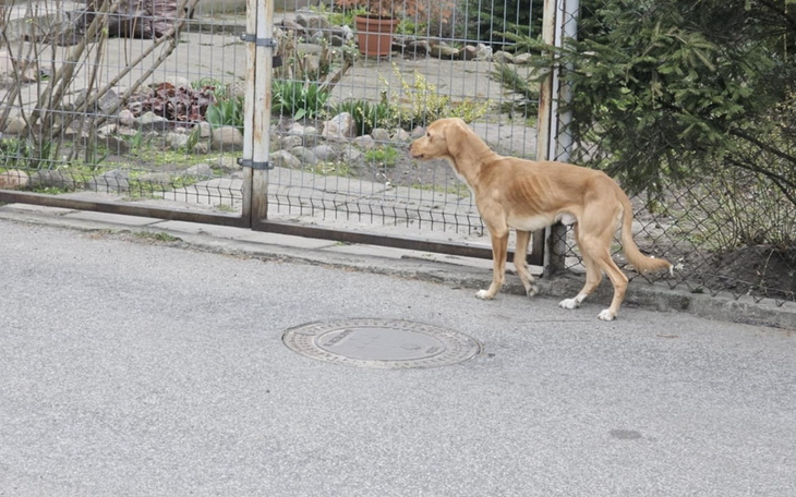 Pies przy ogrodzeniu, ciekawy otoczenia i gotowy do zabawy.