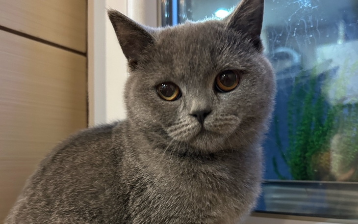 Szary kot z dużymi oczami w oknie.