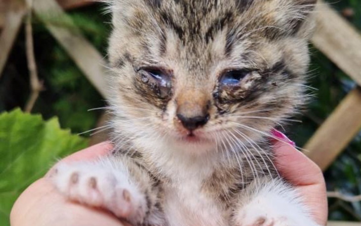 Zbiórka Na chorujące maluchy - zdjęcie główne