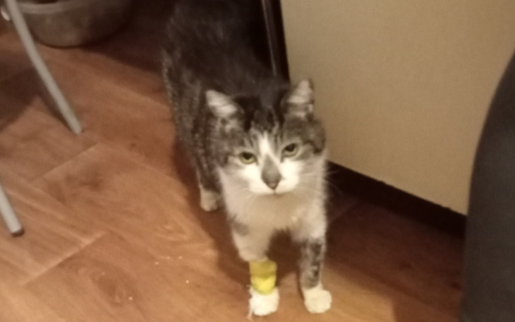 Zbiórka Ratujmy Torka - zdjęcie główne