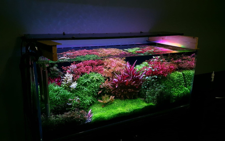 Zbiórka Na nowe wymarzone Akwarium - zdjęcie główne