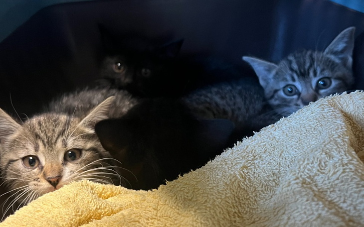 Zbiórka Kociakowe - na dobry start - zdjęcie główne