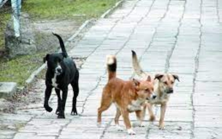 Zbiórka na jedzenie dla bezpanskich psow - zdjęcie główne