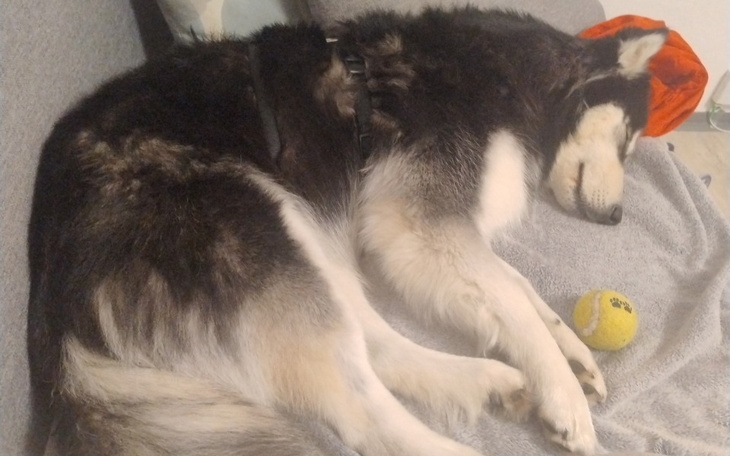 Pies śpiący na kanapie z piłką tenisową obok.