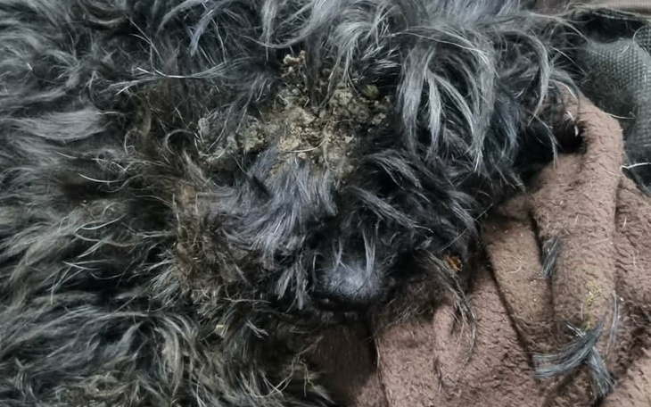 Zaniedbany pies, z brudem na futrze, leży na kocu.