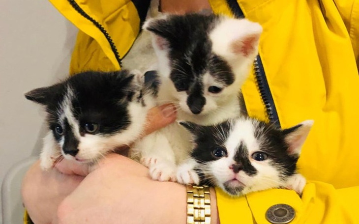 Zbiórka Panleukopenia zaatakowała - - zdjęcie główne