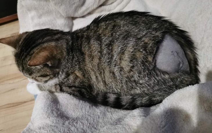 Zbiórka Uratowane przed śmiercią- pomóż - zdjęcie główne