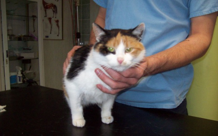 Kot w klinice weterynaryjnej, trzymany przez lekarza.
