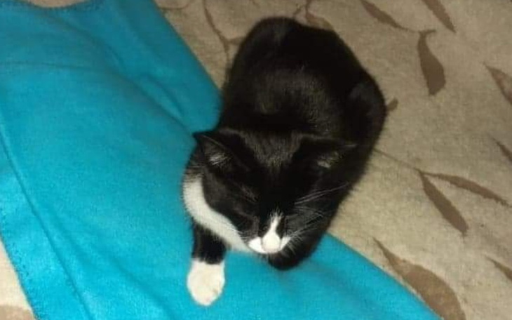 Zbiórka Operacja dla Gucia - zdjęcie główne