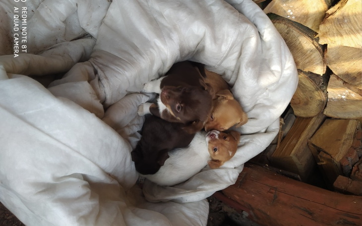 Zbiórka Sterylizacja i kastracja Wąsice - zdjęcie główne