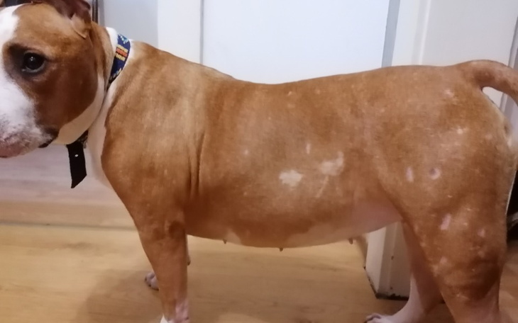 Zbiórka Specjalistyczna karma dla Bajki - zdjęcie główne