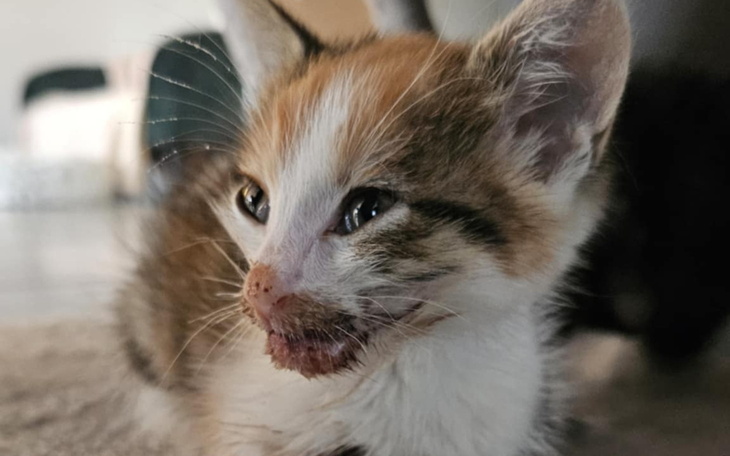 Pies odpoczywający w cieniu, w budzie.