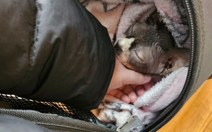 Sphinx w torbie, śpiący w objęciach właściciela.