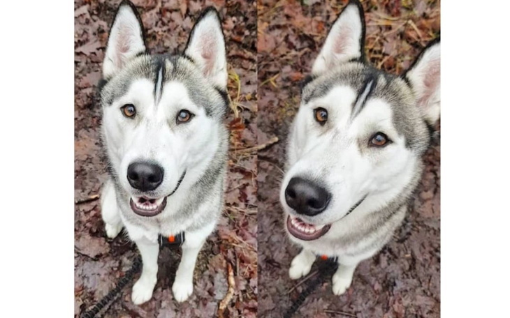 Zbiórka Denver- na psa urok. - zdjęcie główne