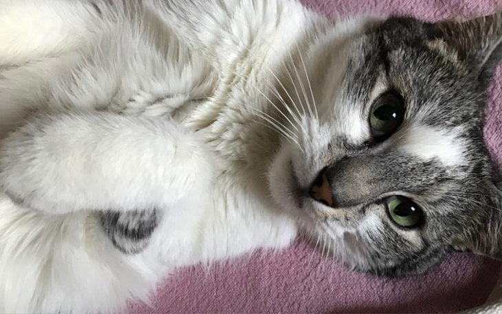 Zbiórka Leczenie Botana - zdjęcie główne