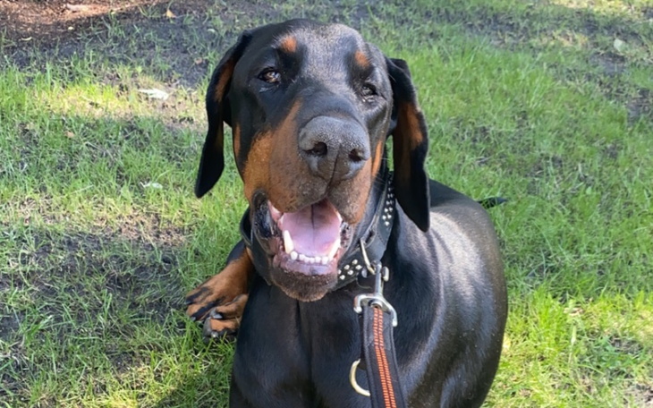 Zbiórka Fundraiser for animal shelter - zdjęcie główne