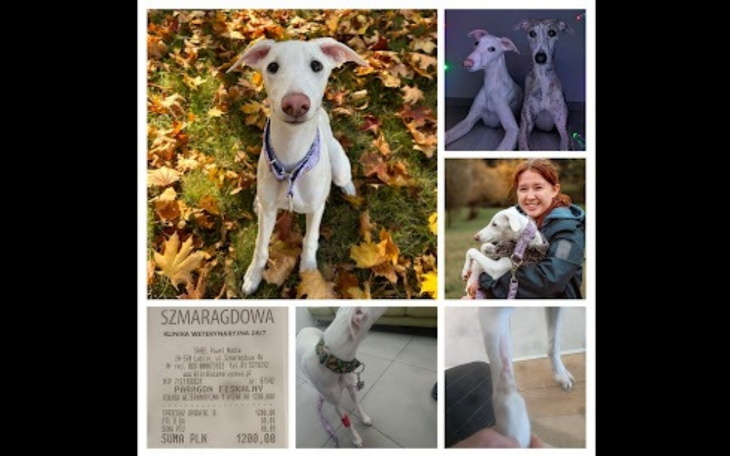 Zbiórka Leczenie Mochiego - zdjęcie główne