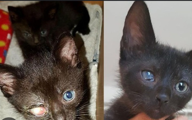 Zbiórka Na moje 2 chore kotki na - zdjęcie główne