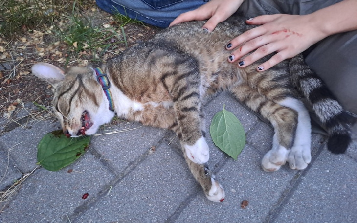 Zbiórka Ratujmy kotka z ulicy po wypadku - zdjęcie główne