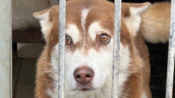 Zbiórka Rozgrzejmy brzuszki bezdomniaków - miniaturka zdjęcia