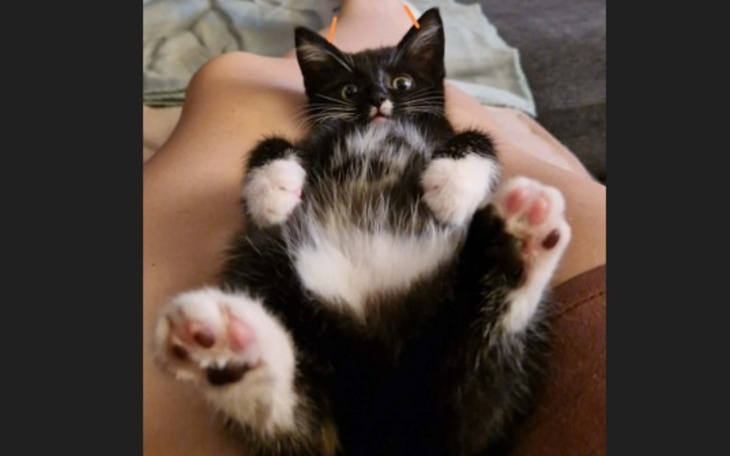 Kotek leżący na plecach, pokazujący brzuszek, wygląda na zrelaksowanego.