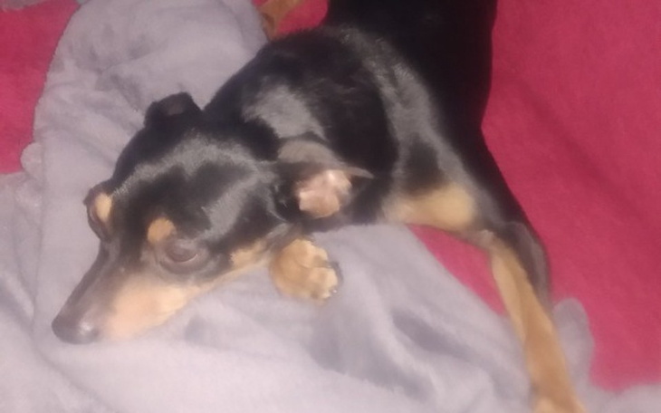 Zbiórka Na chorego pieska - zdjęcie główne