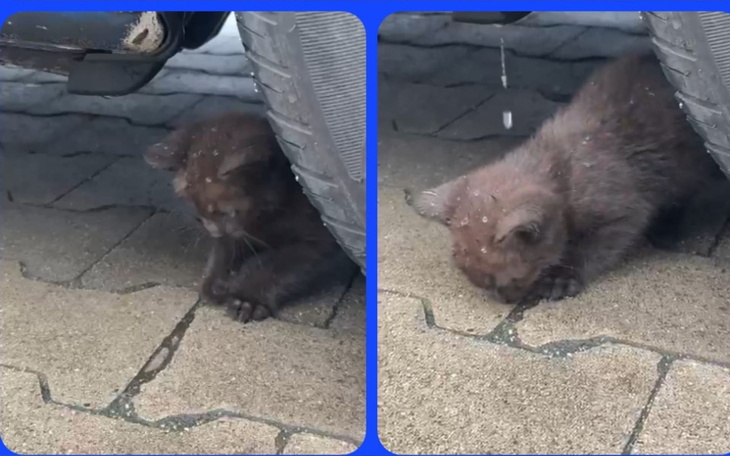 Zbiórka Deszczowy kotek - zdjęcie główne