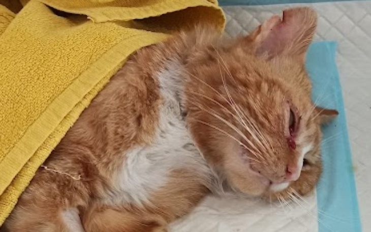 Zbiórka Wypadek i krwawe łzy - zdjęcie główne