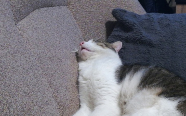 Zbiórka Hosting i domena forum na 2019r - zdjęcie główne