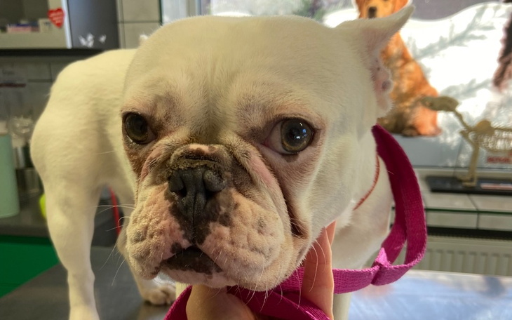 Zbiórka Dusi się przez zespół wad - zdjęcie główne