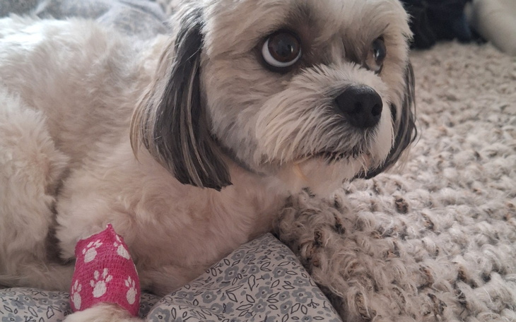 Pies z różową opaską na łapie.