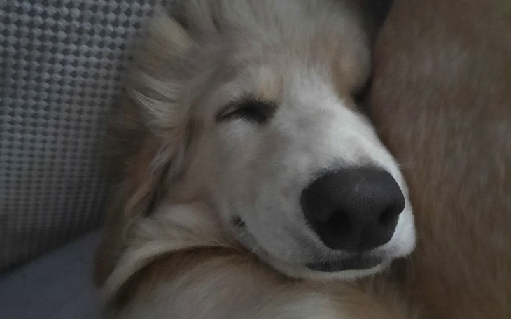 Zbiórka RatujmyŁapkiPółrocznegoWAFELKA - zdjęcie główne