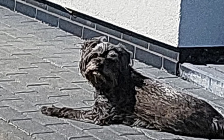 Zbiórka Dla mojego psa na zdrowe ząbki - zdjęcie główne