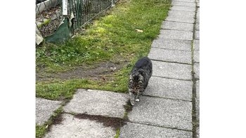 Zbiórka Kotek z działek - miniaturka zdjęcia