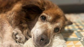 Zbiórka Proszę, pomóż nam ratować Misia - miniaturka zdjęcia