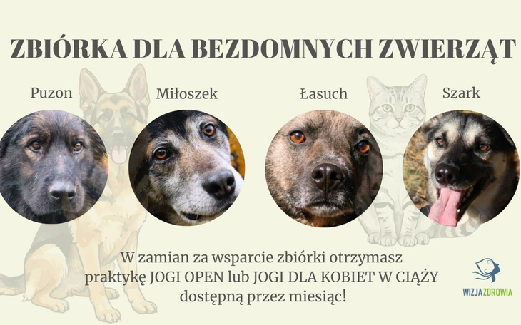 Zbiórka dla bezdomnych zwierząt z wizerunkami psów.