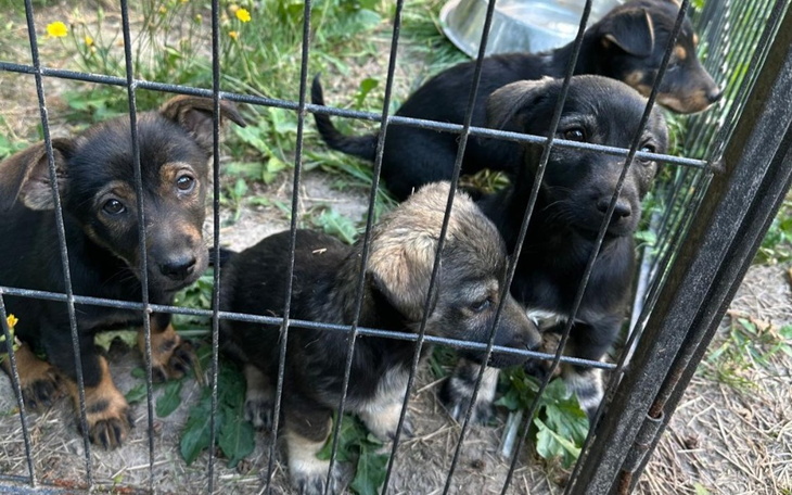 Zbiórka 4 szczeniaczki z zabezpieczenia - zdjęcie główne